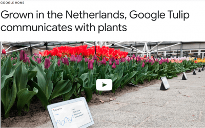 In Lighthearted April Fools’ Video, Google Highlights Flowers