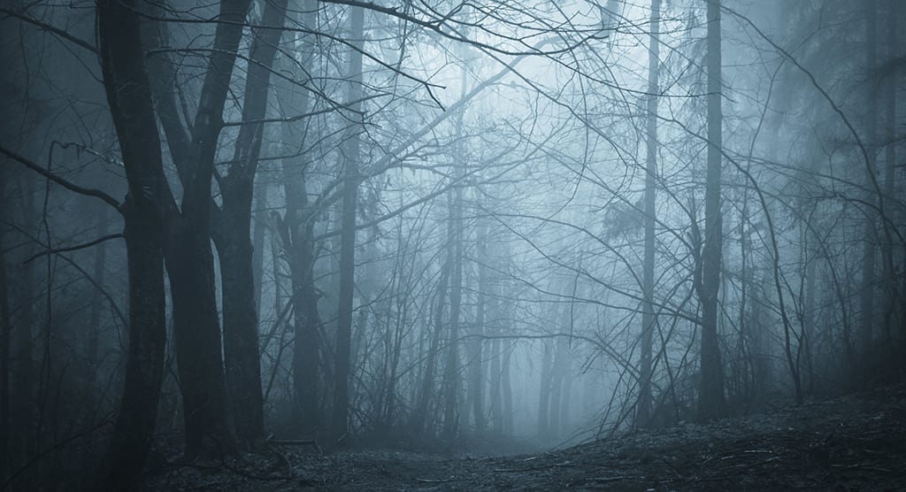 ghostly woods with mist