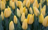 Tulip Mania: A Story of Passion and Risk