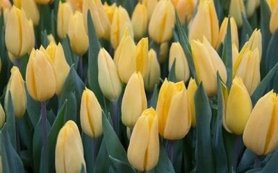 Tulip Mania: A Story of Passion and Risk