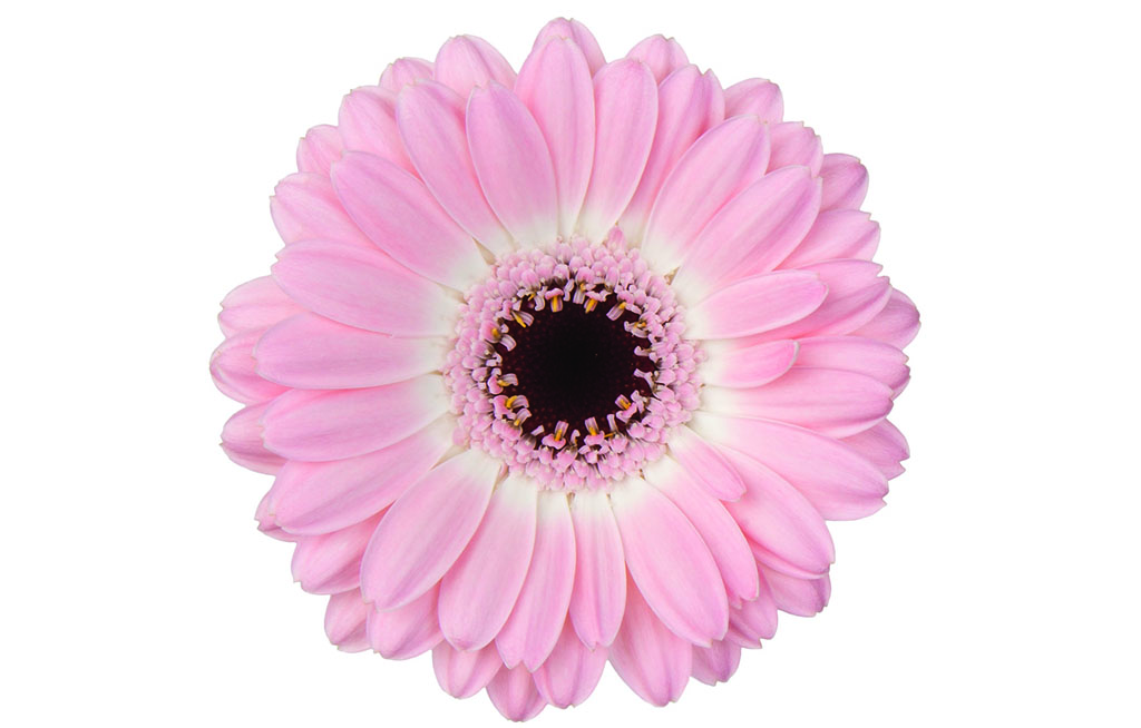 Love Gerbs? Here are Some New Stems to Source