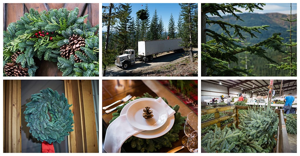Despite Wildfires, Holiday Evergreens Remain on Track