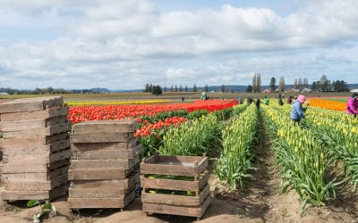 USDA Opens New Round of Grower Aid