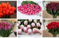 Feast Your Eyes on Transcendent Tulips