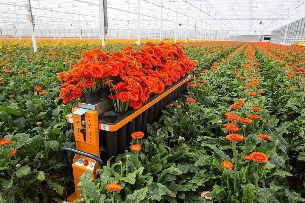 SAF Secures $500K for Floral Industry Benchmarking Survey