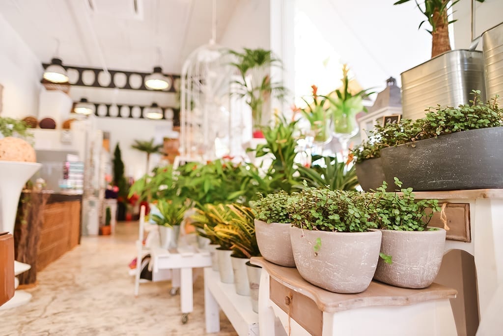 Learn How to Capitalize on the Houseplant Trend