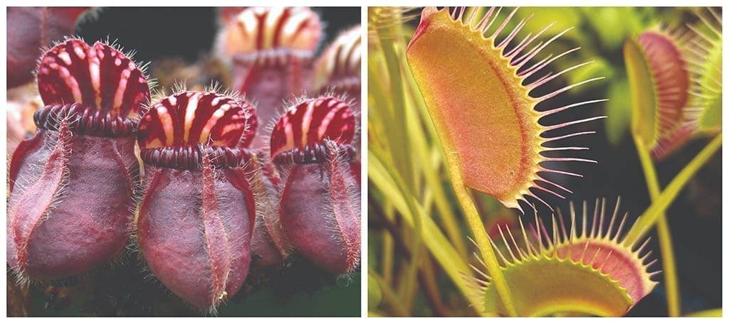 Catch New Business with Carnivorous Plants