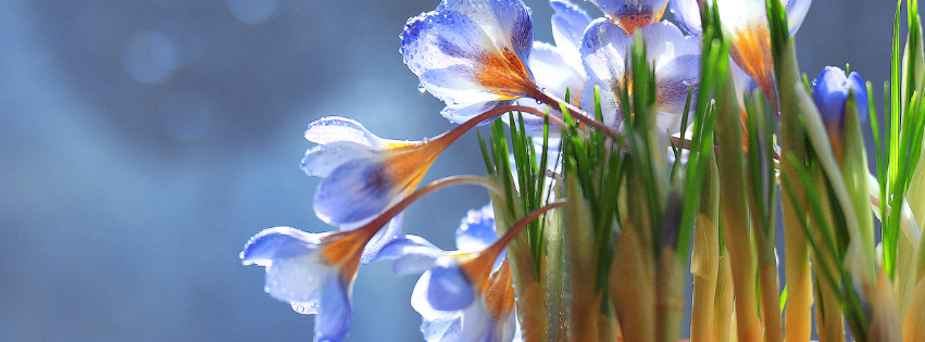 Hello Spring Tulips