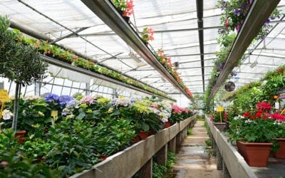 USDA Report: 2020 Wholesale Value of Floriculture Crops Increased