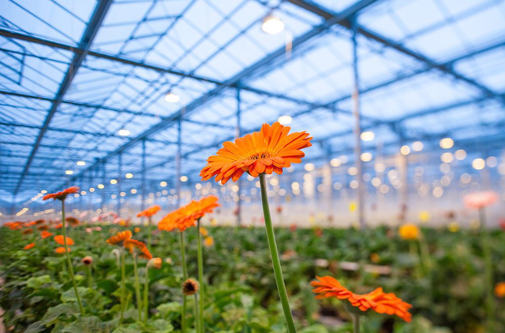 USDA Revises Grower Aid Rules