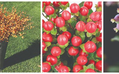 Add Ornamental Berries to Complement Any Flower
