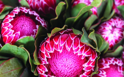 Add Visual Interest and Perceived Value with Proteas