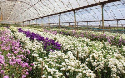 Floriculture Crops Summary Expands to 50 States