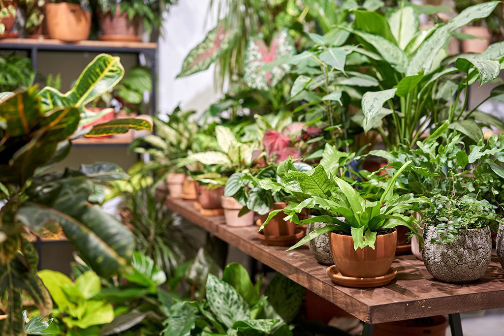 Houseplant Study Reveals Purchasing Trends
