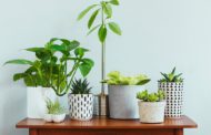 Houseplant Top Sellers: Flowering Plants that Double as Décor