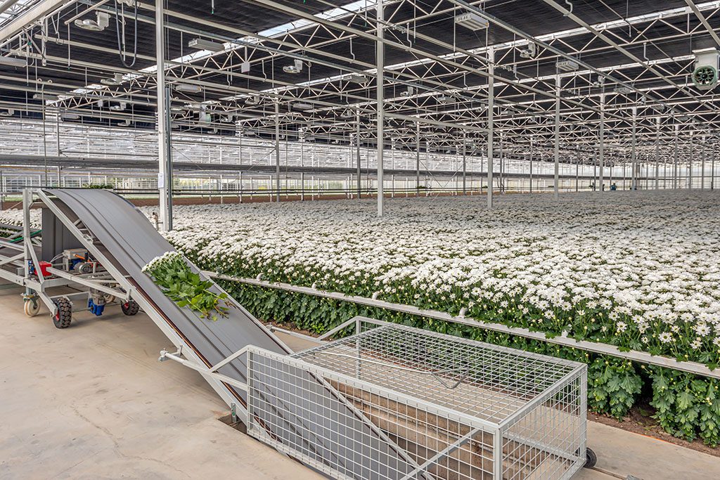 Europe’s Energy Crisis Threatens Flower Production