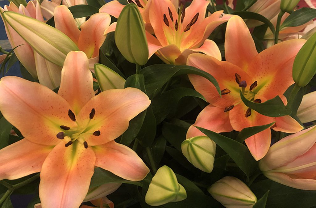 Tips to Ensure Lovely Lilies