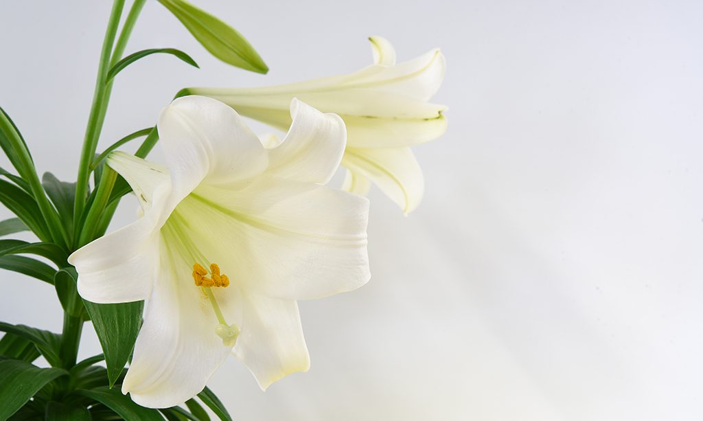 Remind Customers about Lily Toxicity