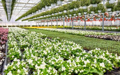 U.S. Floriculture Sales Inch Up; Cut Flowers Sales and Producers Decline