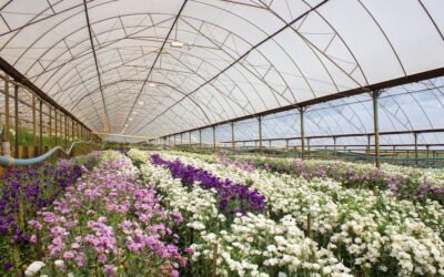 Sales of U.S. Grown Cut Flowers Increase 