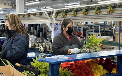Get a Behind-the-Scenes Look at Miami Flower Importing and Production  