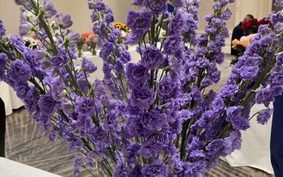 ‘Manuela’ Delphinium Wins Outstanding Varieties Competition