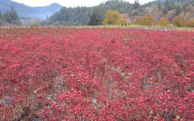 Sun Valley’s Legacy Continues Under Continental Floral Greens 