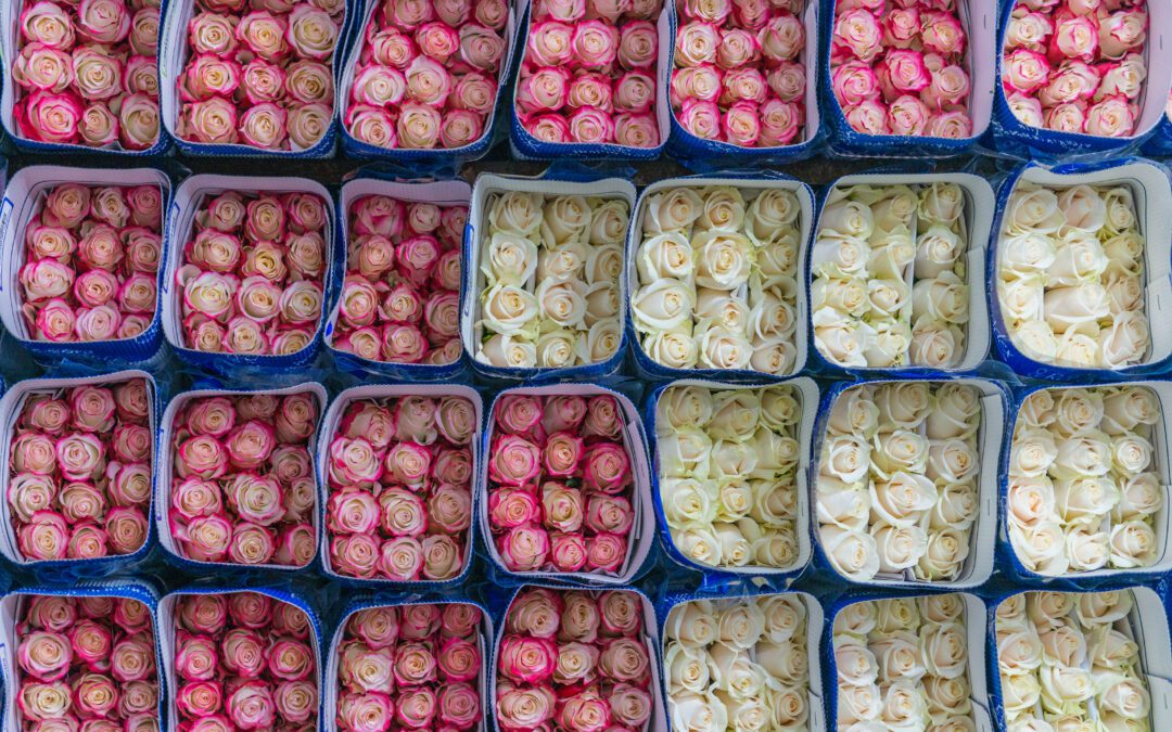 Ecuadorian Flowers Poised for Tariff Relief 