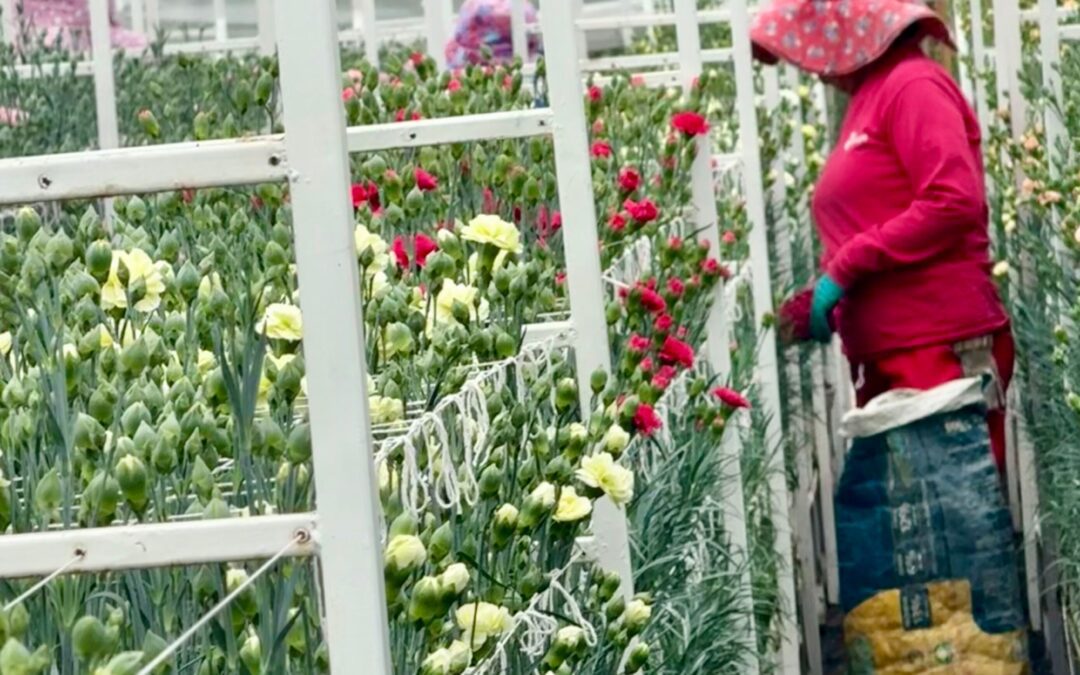 Supply Chain Adapts to Cushion Colombia Wage Hike 