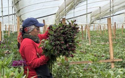 Record Wage Hike in Colombia Adds Strain to Floral Supply Chain 