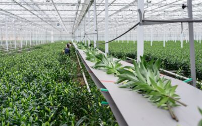 U.S. Cut Flower Grower Count Jumps 64% as Sales Growth Slows