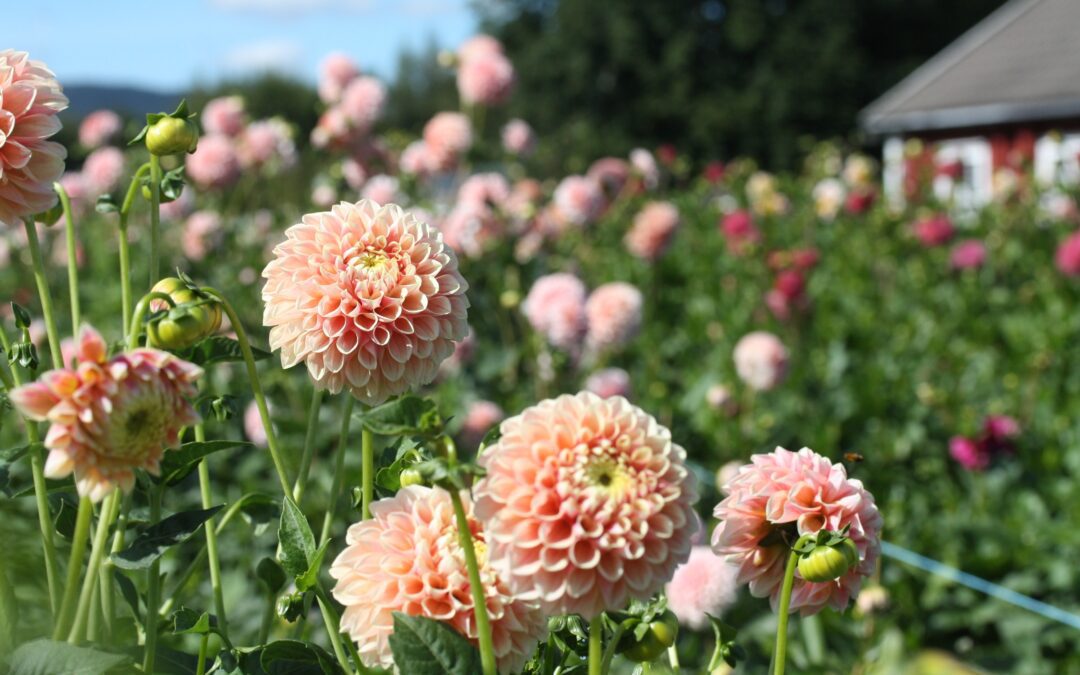 Cultivate Connections with Local Flower Growers 