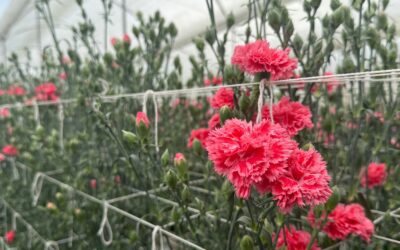 Rising Costs Put Planting Decisions Under Pressure